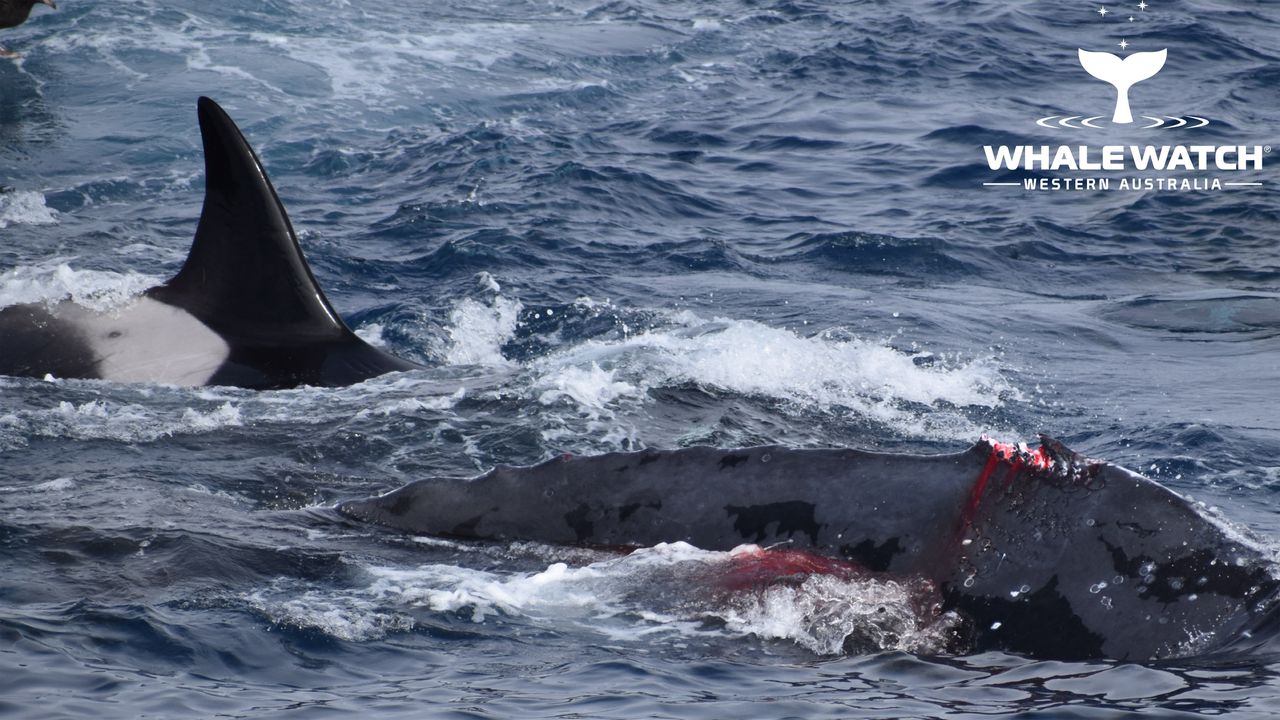 A humpback whale survived a 4-hour attack by pods of orca.