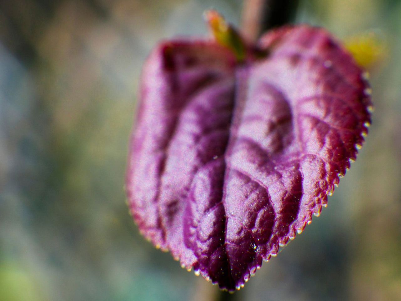 Japanese Katsura Tree