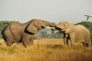 Elephant family members wrap their trunks together when greeting each other after time apart.