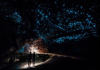 It's not always in the water that you'll spot these displays. Here are the glow worms at the Waipu Caves, New Zealand.