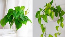 Philodendron and pothos plants