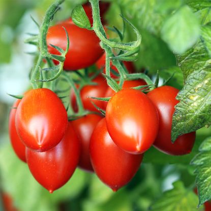 Ripe Roma plum tomatoes