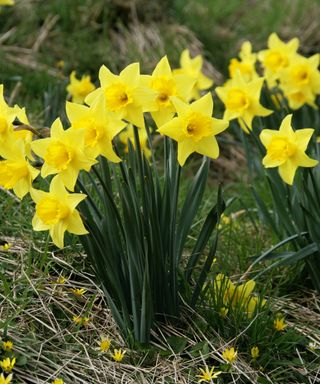 Wild Daffodils and Lesser Celandines, Ranunculus ficaria, Growing on a Grassy Bank