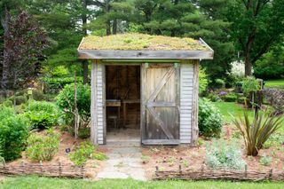 shed with green roof in vegetable patch