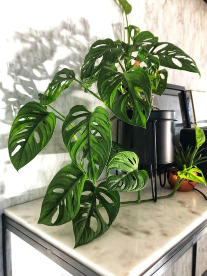 Indoor Potted Swiss Cheese Plant