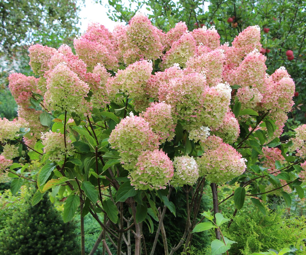 What Is the Size of a Hydrangea? Best Big & Small Varieties | Gardening ...