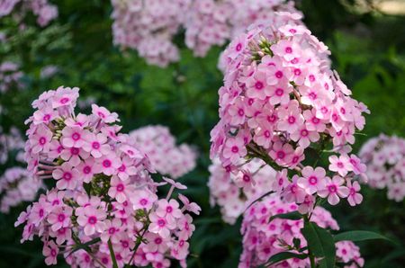 Pink Flowered Phlox Plants