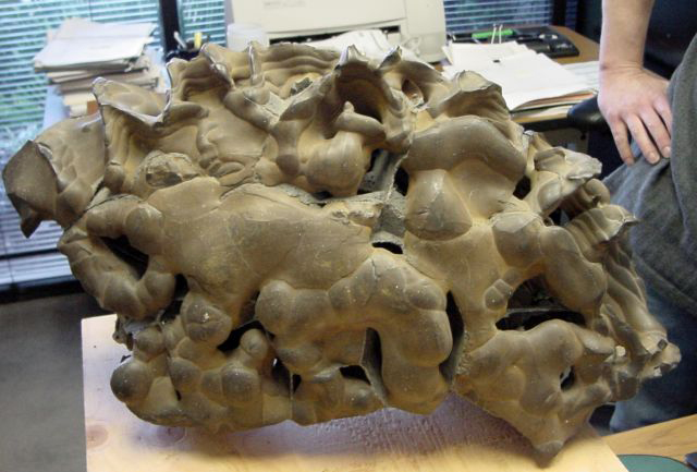 Almost all the meteorites people submit to Randy Korotev turn out to be what he calls "meteorwrongs." The meteorwrong pictured above is one of his favorites. It is actually a complex nodular concretion, probably composed of chert, and most definitely not extraterrestrial.