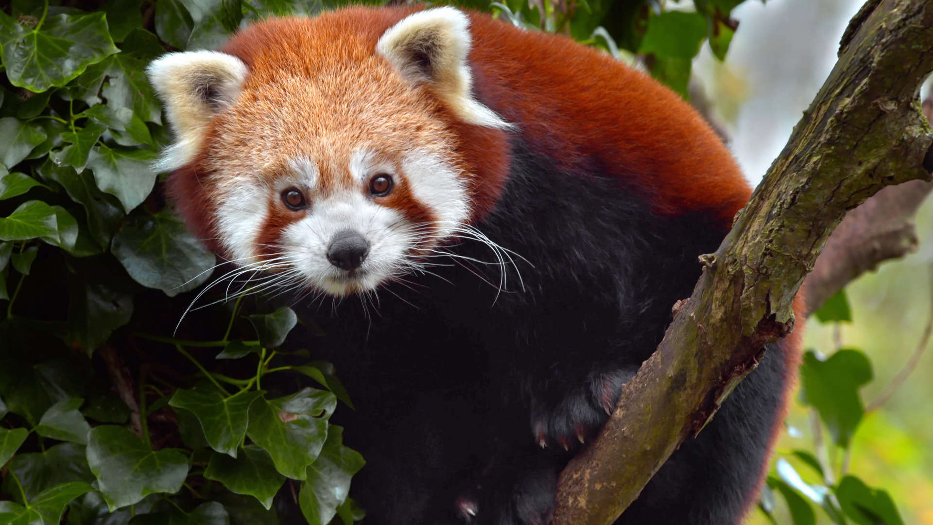 A young red panda seen in the Smithsonian Channel documentary "Baby Animals" on Paramount+.