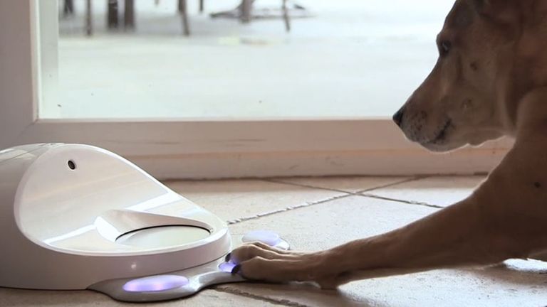 CleverPet