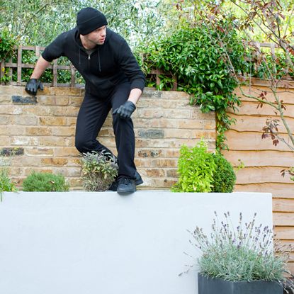 burglar climbing over planter in yard 