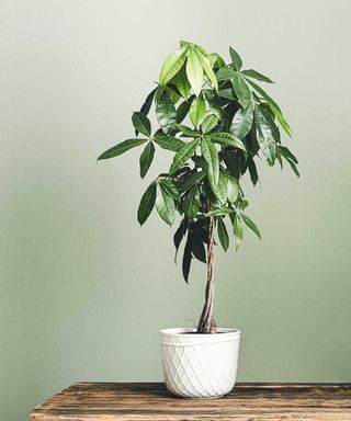 potted money tree in white pot with light green background