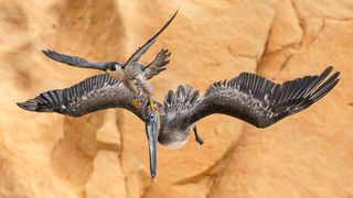 A female Peregrine Falcon fiercely protects her young, attacking anything that comes near the nest. For four years, I attempted to capture these rare moments of her attacking large Brown Pelicans.
