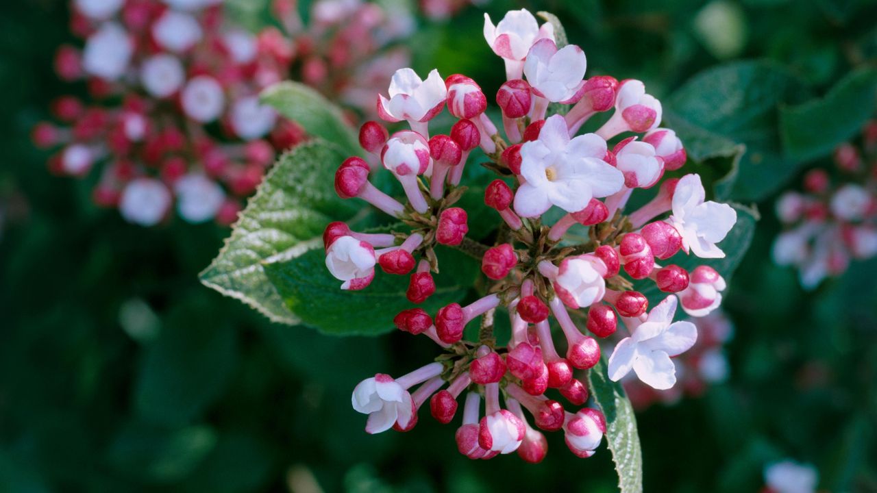 Viburnum carlesii &#039;Aurora&#039; is one of the best types of viburnum