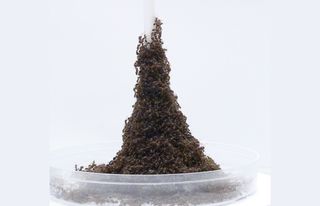 Fire ants can use their bodies to create "towering" towers.