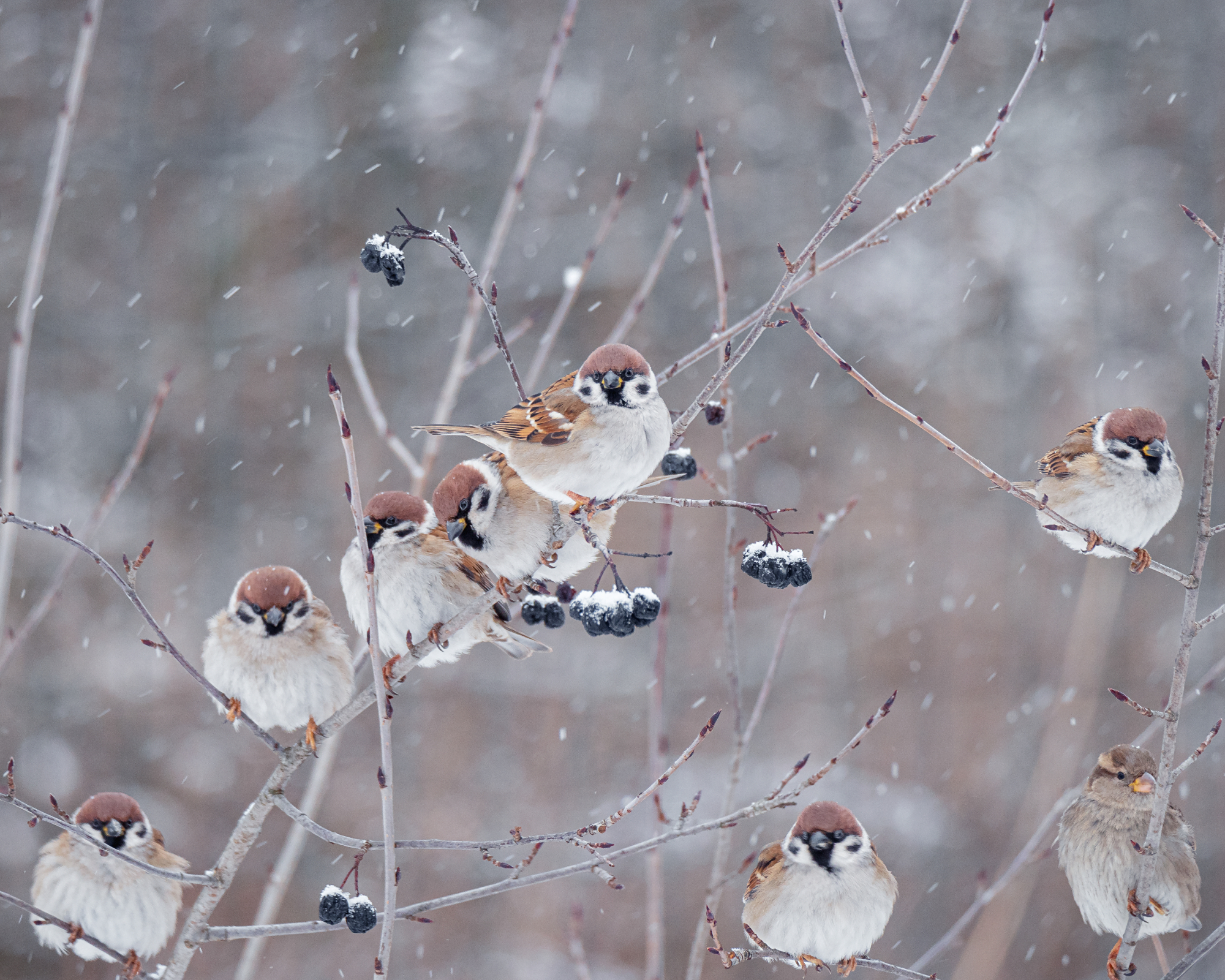 Flock of sparrows perching on Aronia twigs with black chokeberries