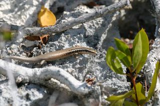 A Caicos Islands skink from the Caribbean.