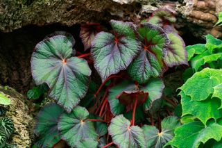 how to grow begonias