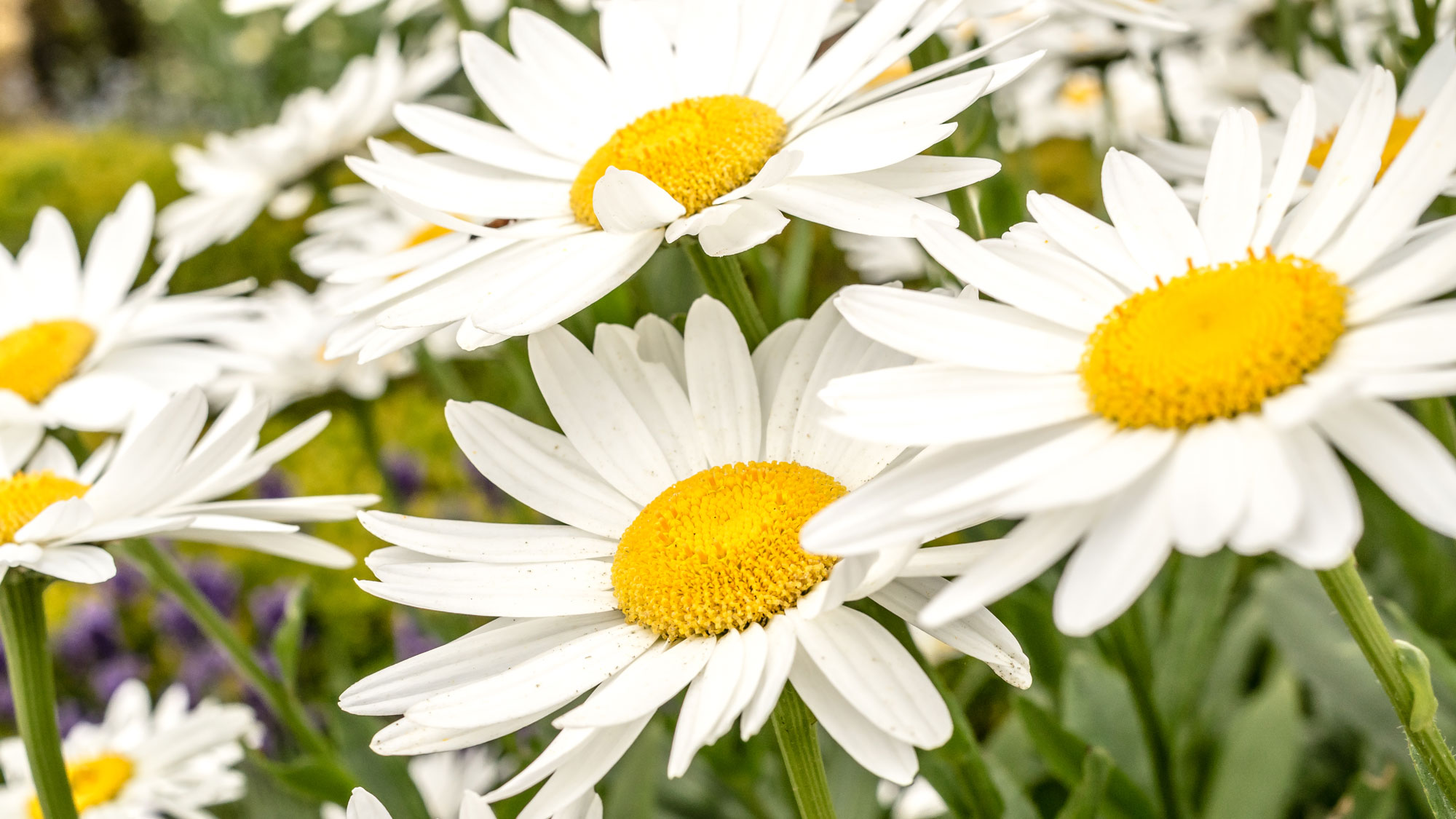 Shasta daisies with large flower heads in meadow planting