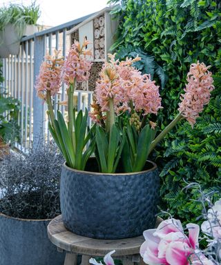 Pink Gipsy Queen hyacinths in a container