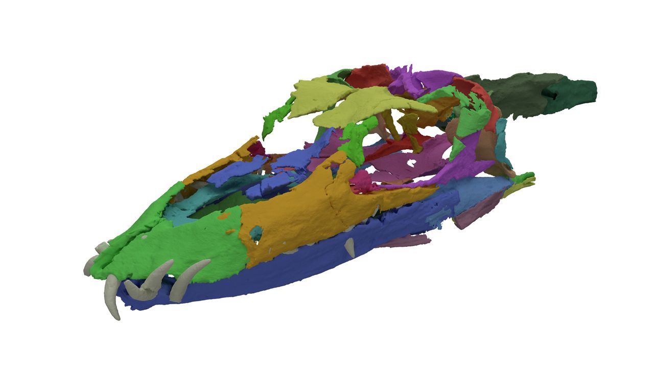 A CT scan showing the digitally resembled skull of Tanystropheus hydroides.