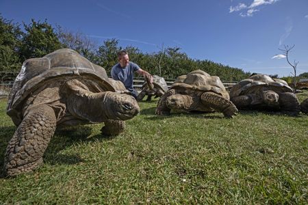 Adrian Graham and his giant Aldabra Tortoises