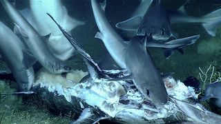 This swarm of small sharks, known as dogfish, are chowing down on a swordfish.