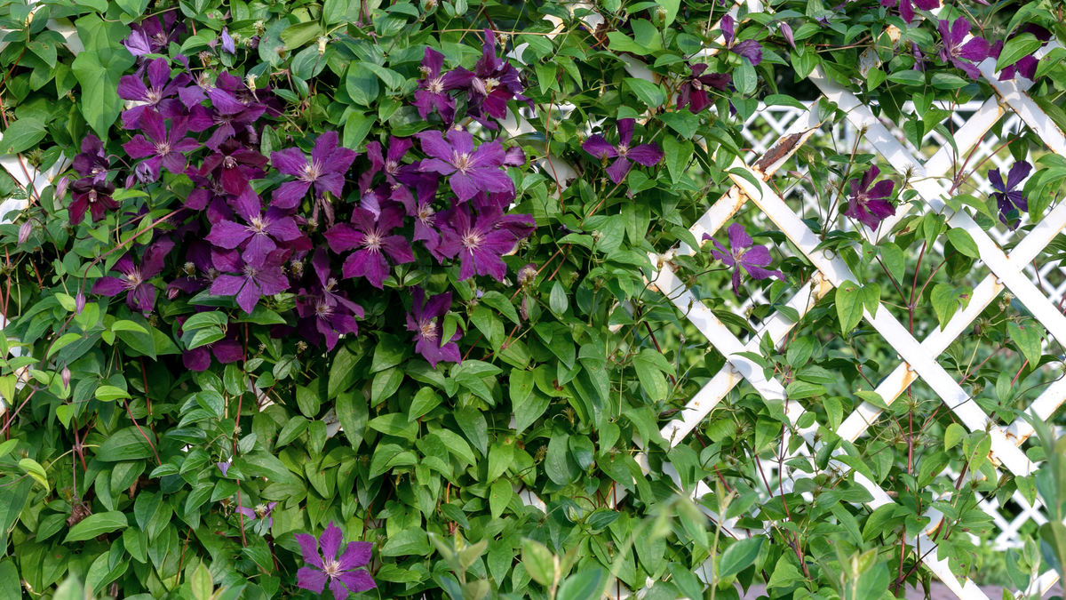 Forget Raised Beds – This Beautiful Upgrade Makes the Most of Your Garden Space