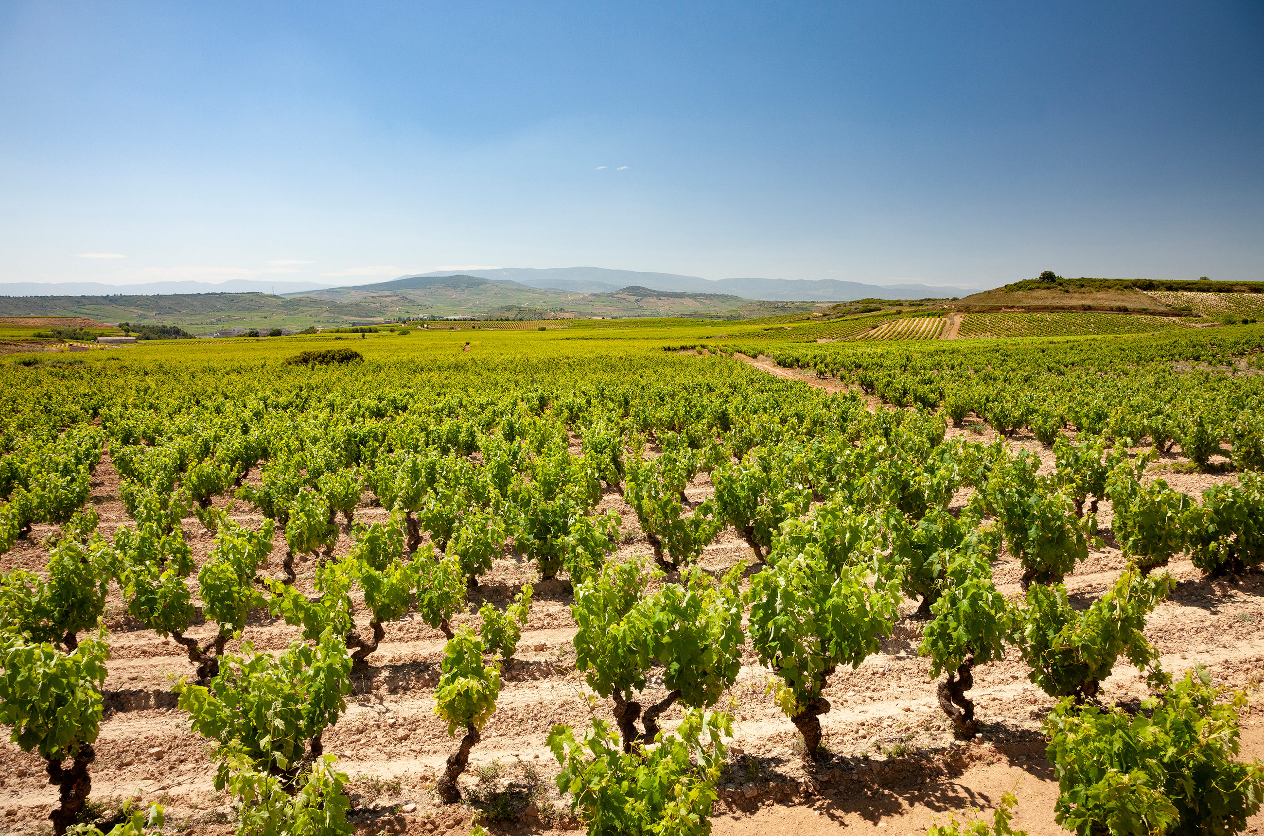 View of rows of green bush vines with hills in the background and a blue sky