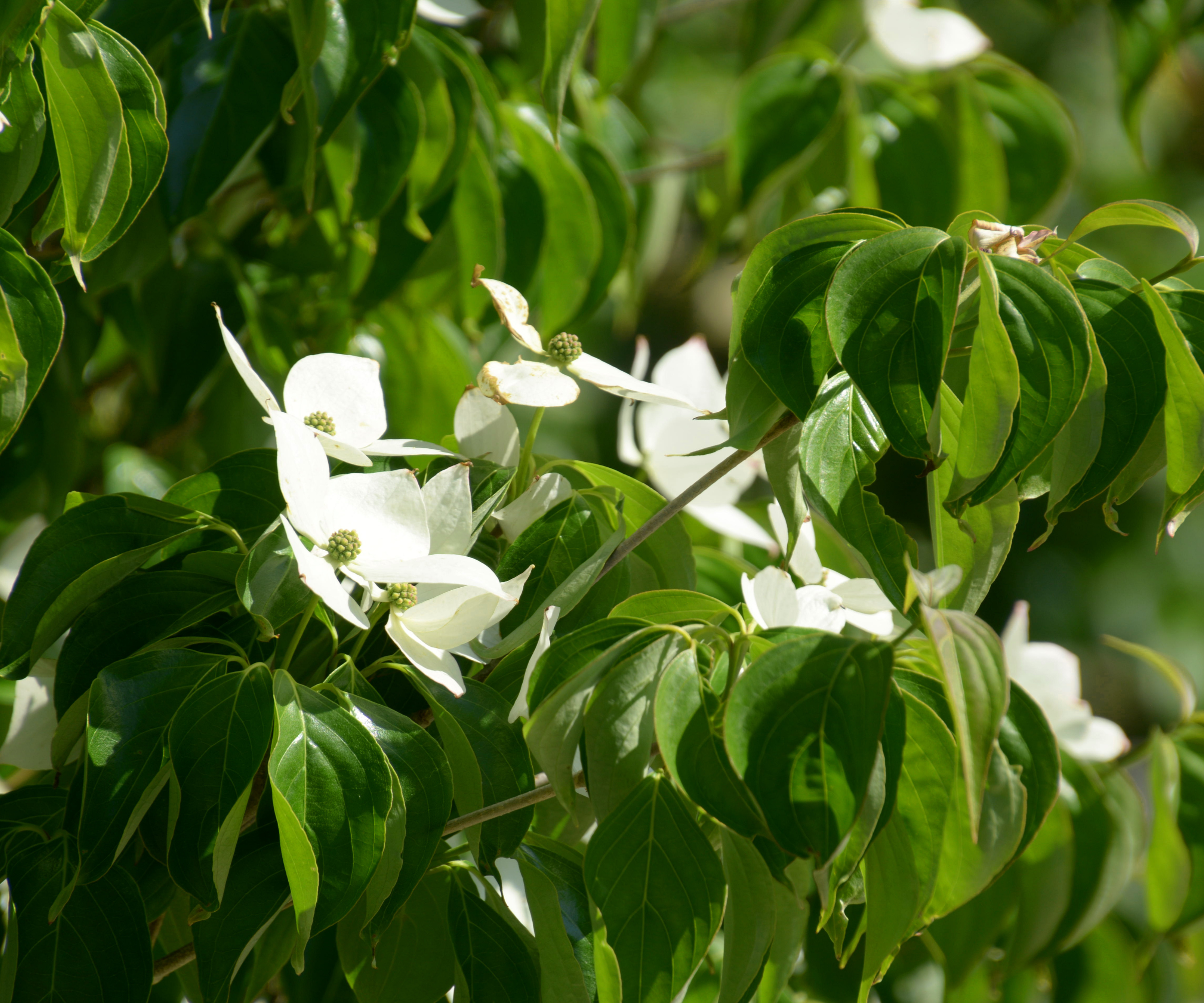 macro of white dogwood branch