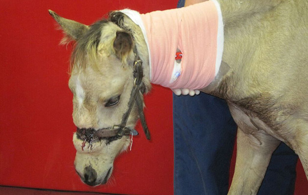 Star shortly after his rescue