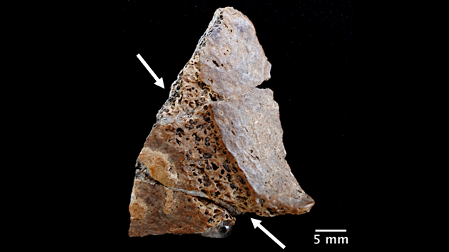 Fragment of a skull with white arrows showing where it was cut