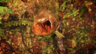 Behold: the ugly orchid, Gastrodia agnicellus. 