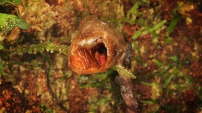 Behold: the ugly orchid, Gastrodia agnicellus.