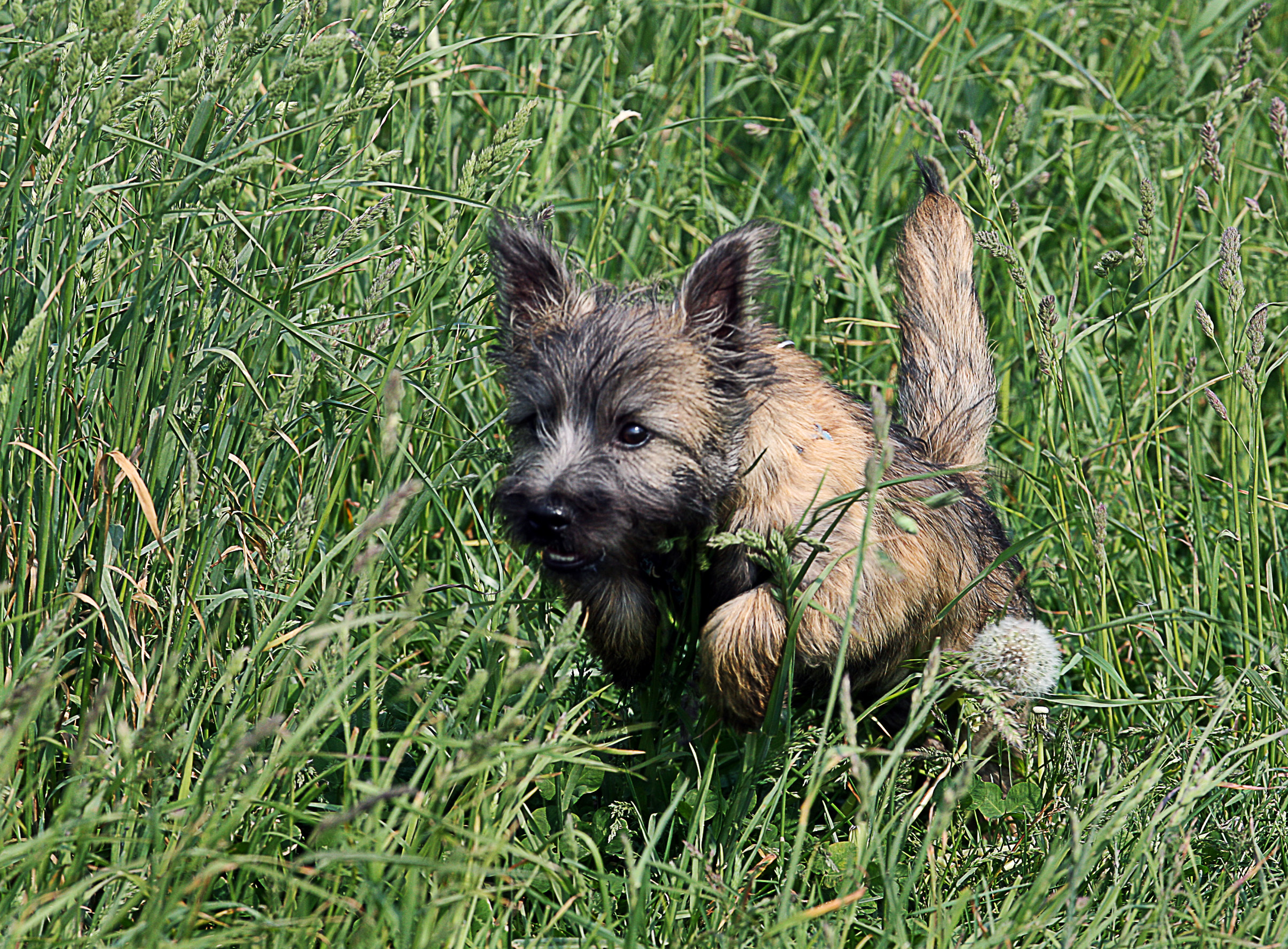 a dog in a field