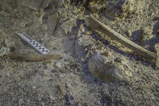Skeletal remains on the Antikythera shipwreck: skull and long bones from arm and leg.