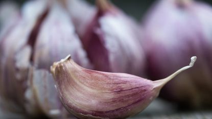 Up-close shot of a hardneck garlic clove