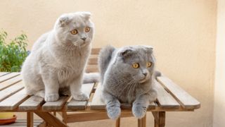 Two Scottish fold cats
