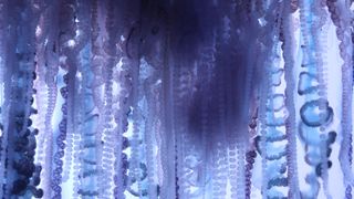These dazzling tentacles may look like alien appendages, but they belong to an Earthly creature known as the Portuguese man-of-war. What looks like a jellyfish is actually a colony of small organisms known as polyps.