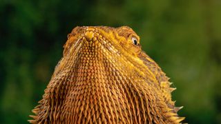 Bearded dragon