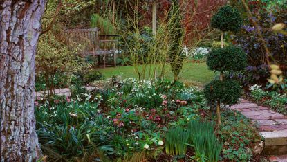 how to plant bare root trees in a garden border