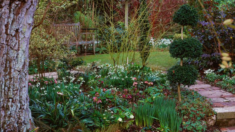 how to plant bare root trees in a garden border