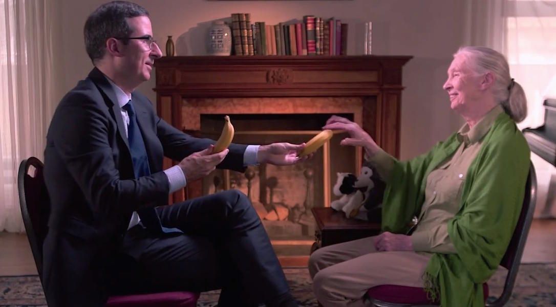 Jane Goodall teaches John Oliver how to fight, eat bananas like a chimpanzee