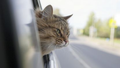 Tabby cat with head out a moving car window.