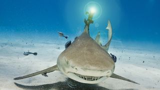 One More Thing: Every shark needs a laser