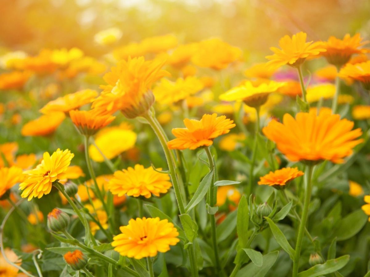 Managing Diseased Calendula Plants: Calendula Plant Diseases And ...