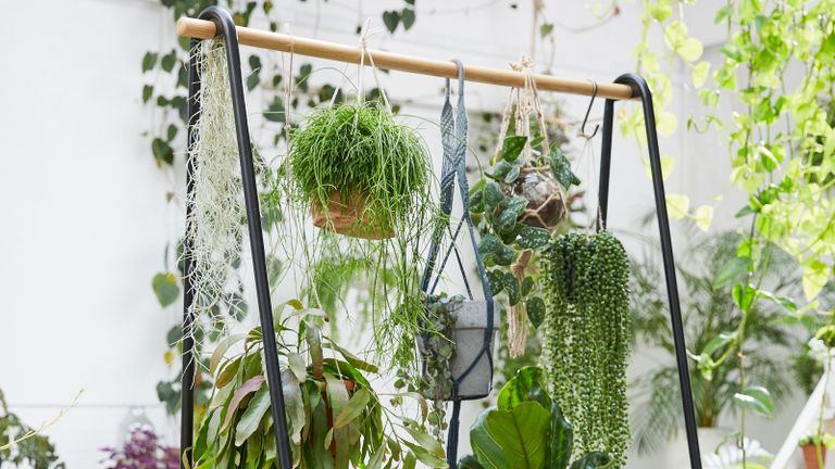 Group of best indoor hanging plants on a rail