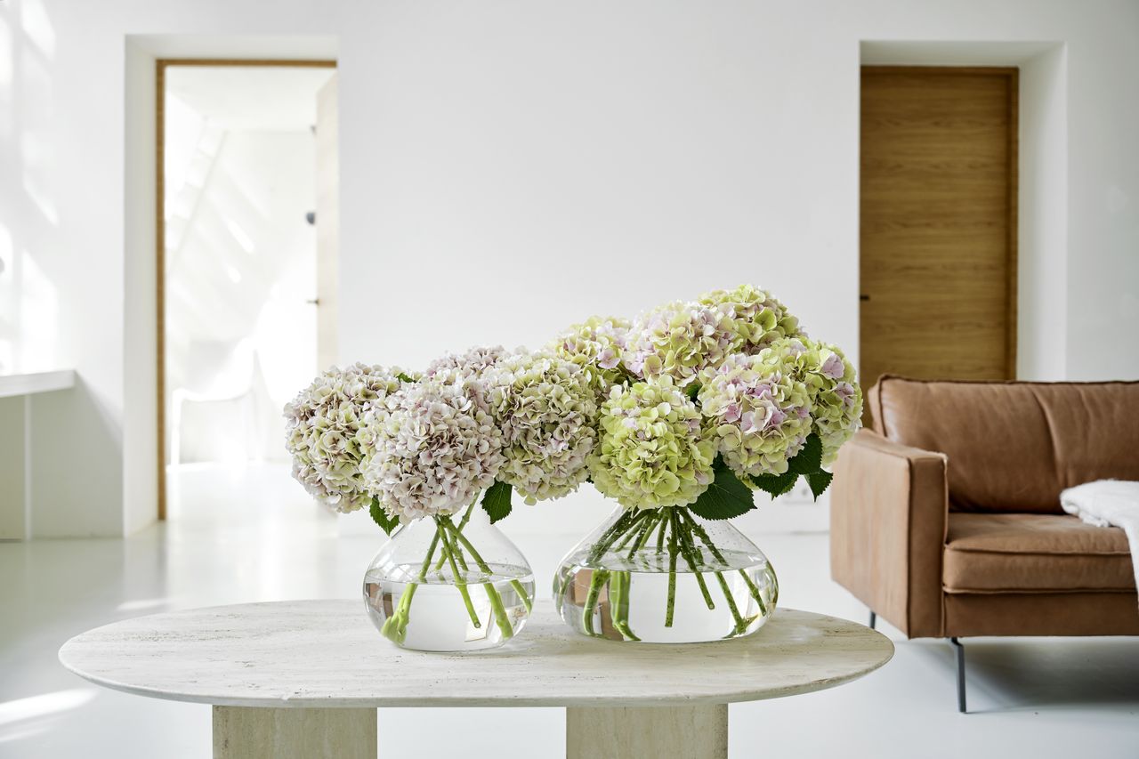 hydrangeas in a vase