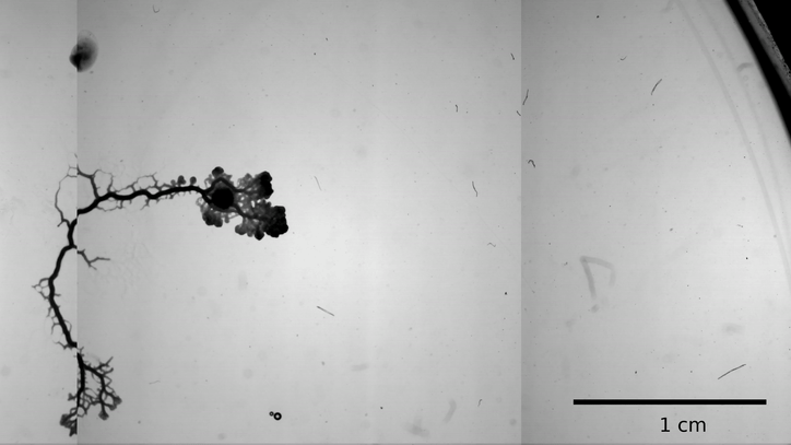 Schwarzweiß-Videoclip eines Schleimpilzes, der Nährstoffe verbraucht und sich dann rechts vom Bild ausbreitet
