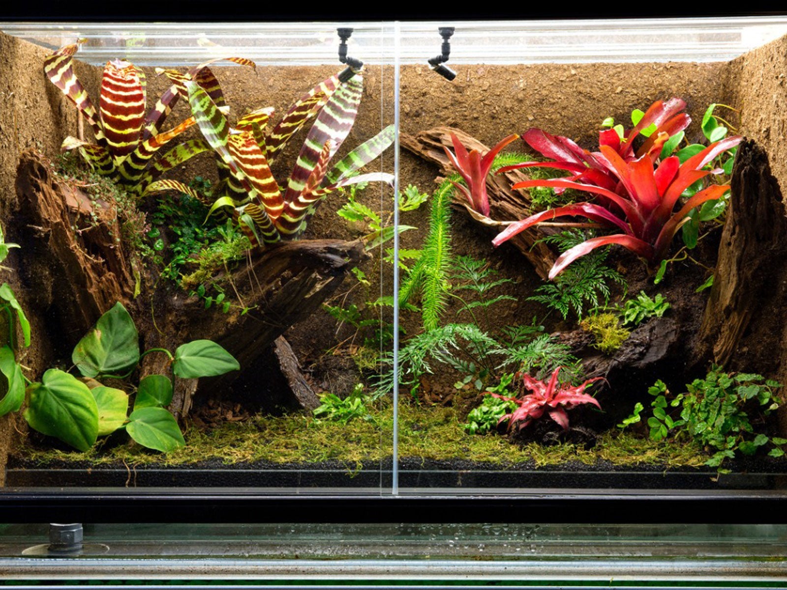 Reptiles And Houseplants: Growing Plants For A Terrarium With